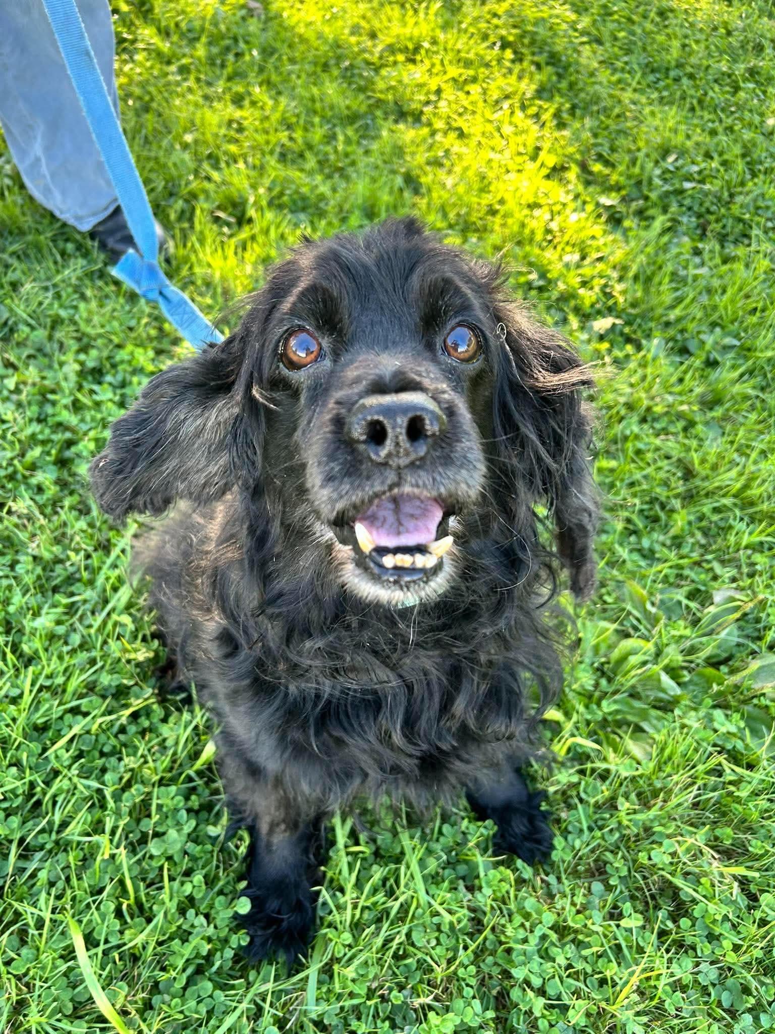 Enlarge Little Bear, a Adopted Cocker Spaniel in Brunswick, OH image 6/6