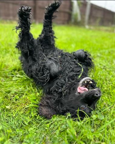 Enlarge Little Bear, a Adopted Cocker Spaniel in Brunswick, OH image 4/6