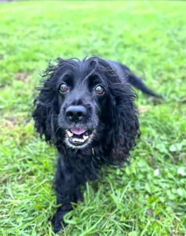Enlarge Little Bear, a Adopted Cocker Spaniel in Brunswick, OH image 5/6
