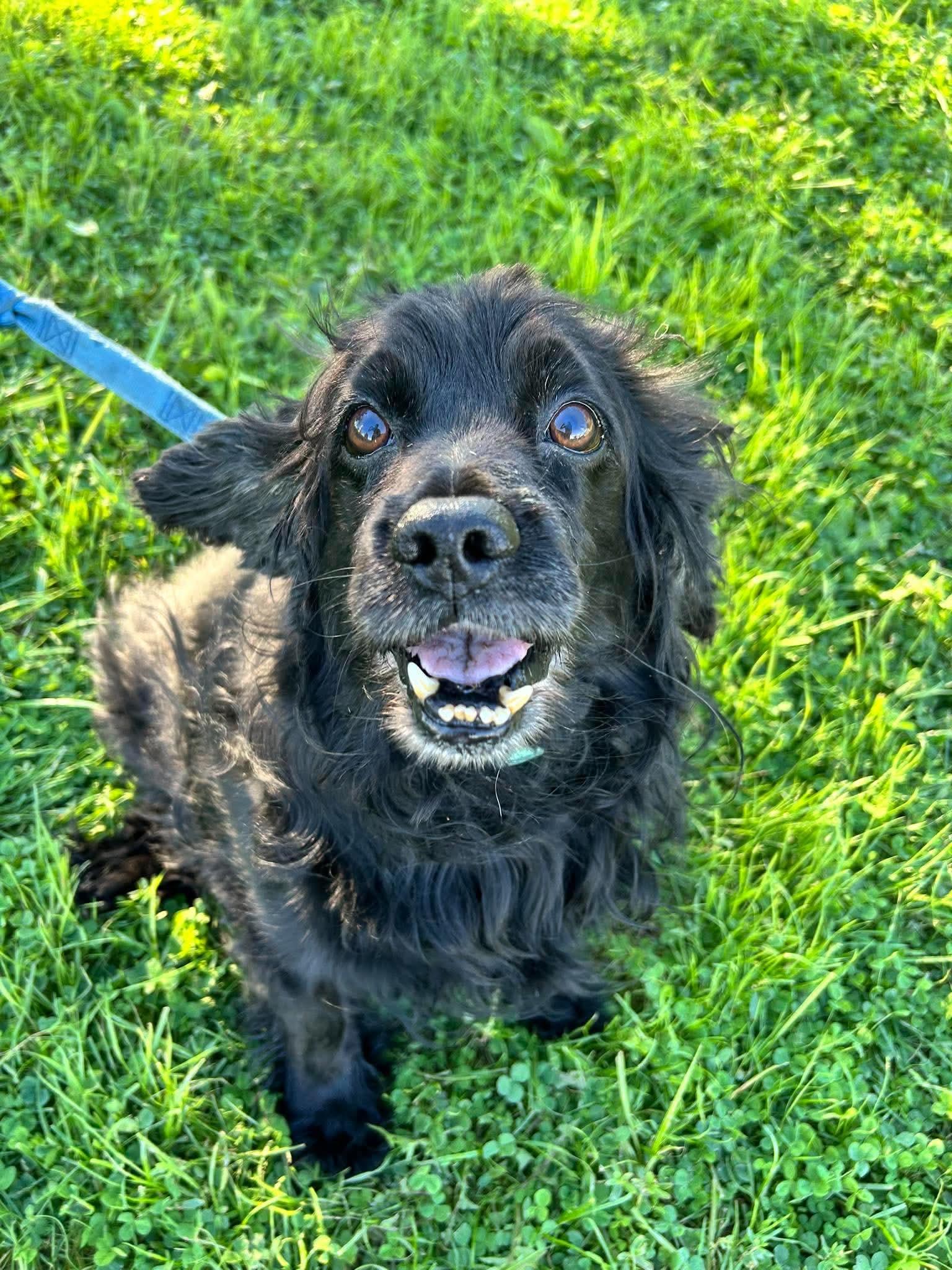Enlarge Little Bear, a Adopted Cocker Spaniel in Brunswick, OH image 2/6