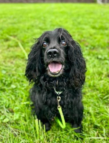 Enlarge Little Bear, a Adopted Cocker Spaniel in Brunswick, OH image 3/6