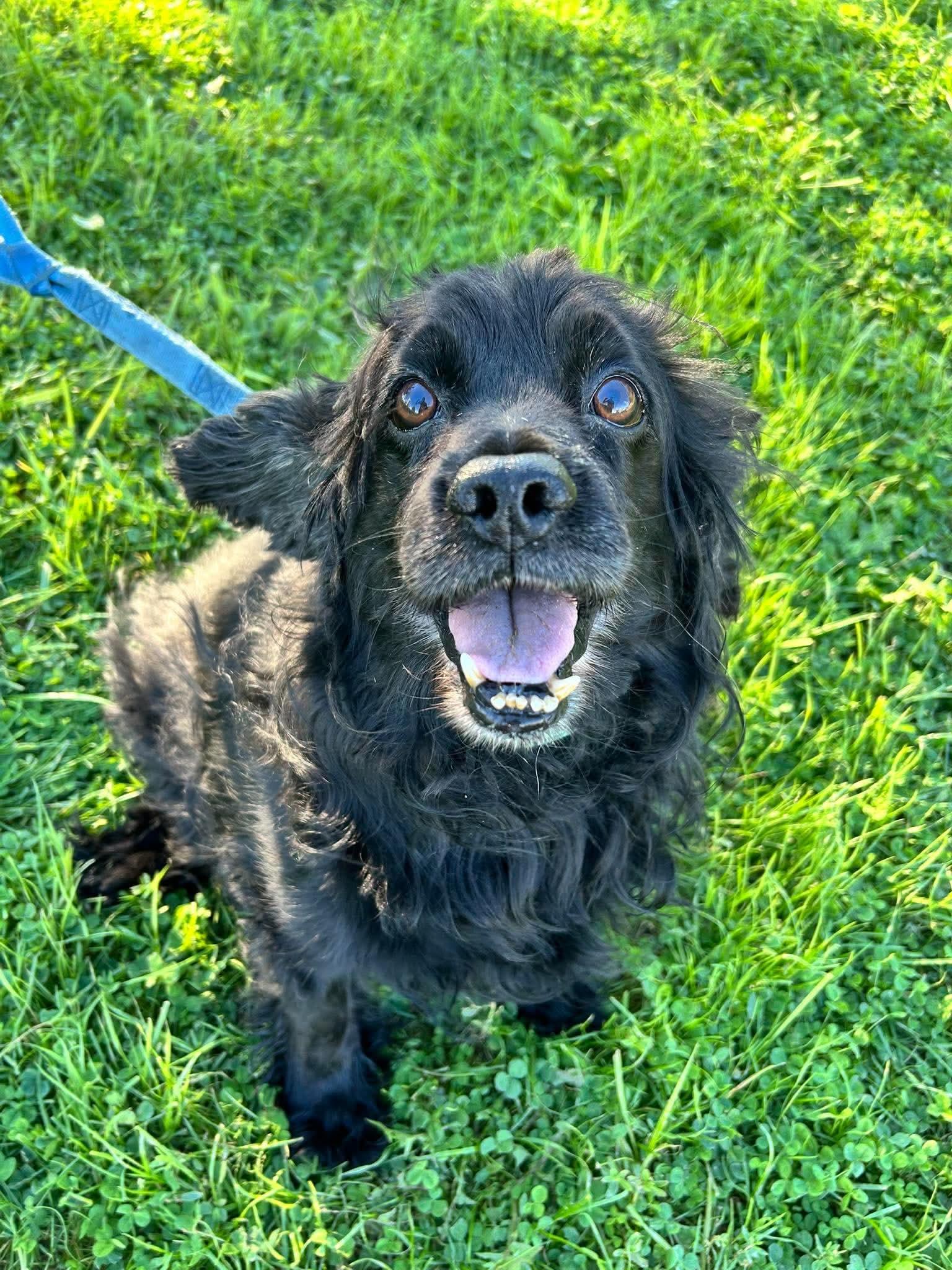 Enlarge Little Bear, a Adopted Cocker Spaniel in Brunswick, OH image 1/6