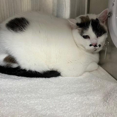 Sapphire, Adoptable, Senior Female Domestic Short Hair.