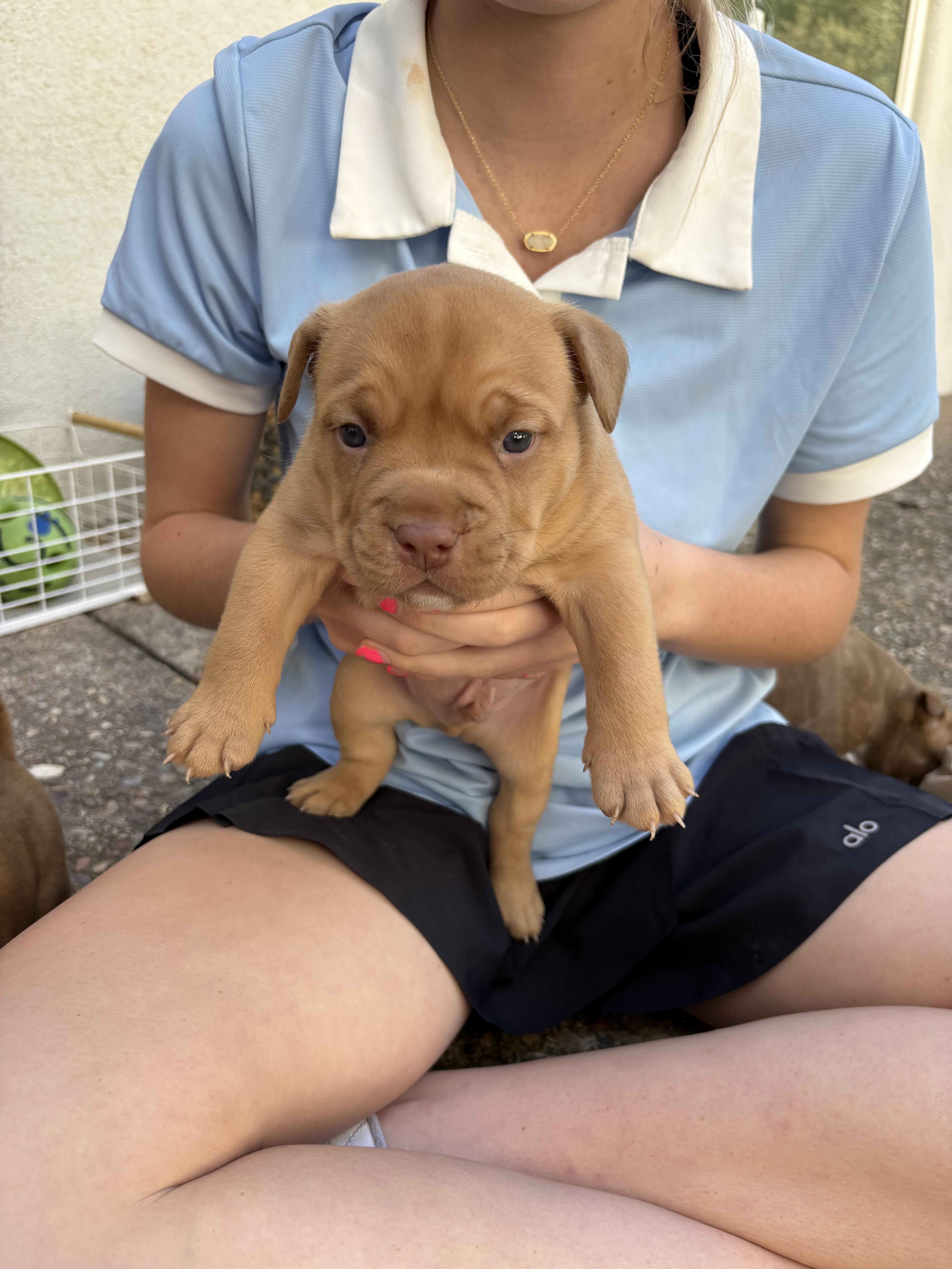 Bully Puppy Blue, Adopted, Young Male Pit Bull Terrier.