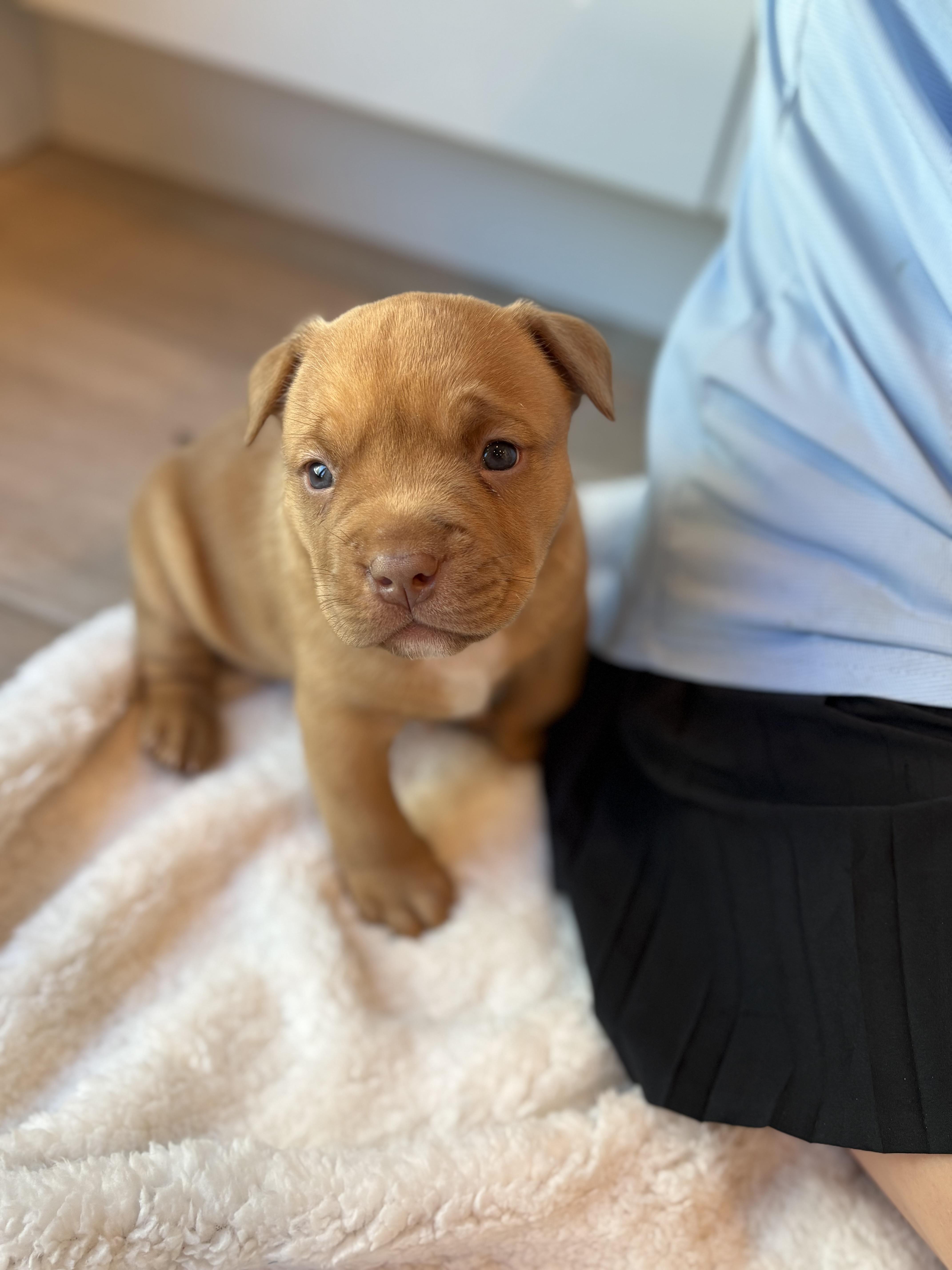 Enlarge Bully Puppy Blue, a Adopted Pit Bull Terrier in Tucson, AZ image 2/3