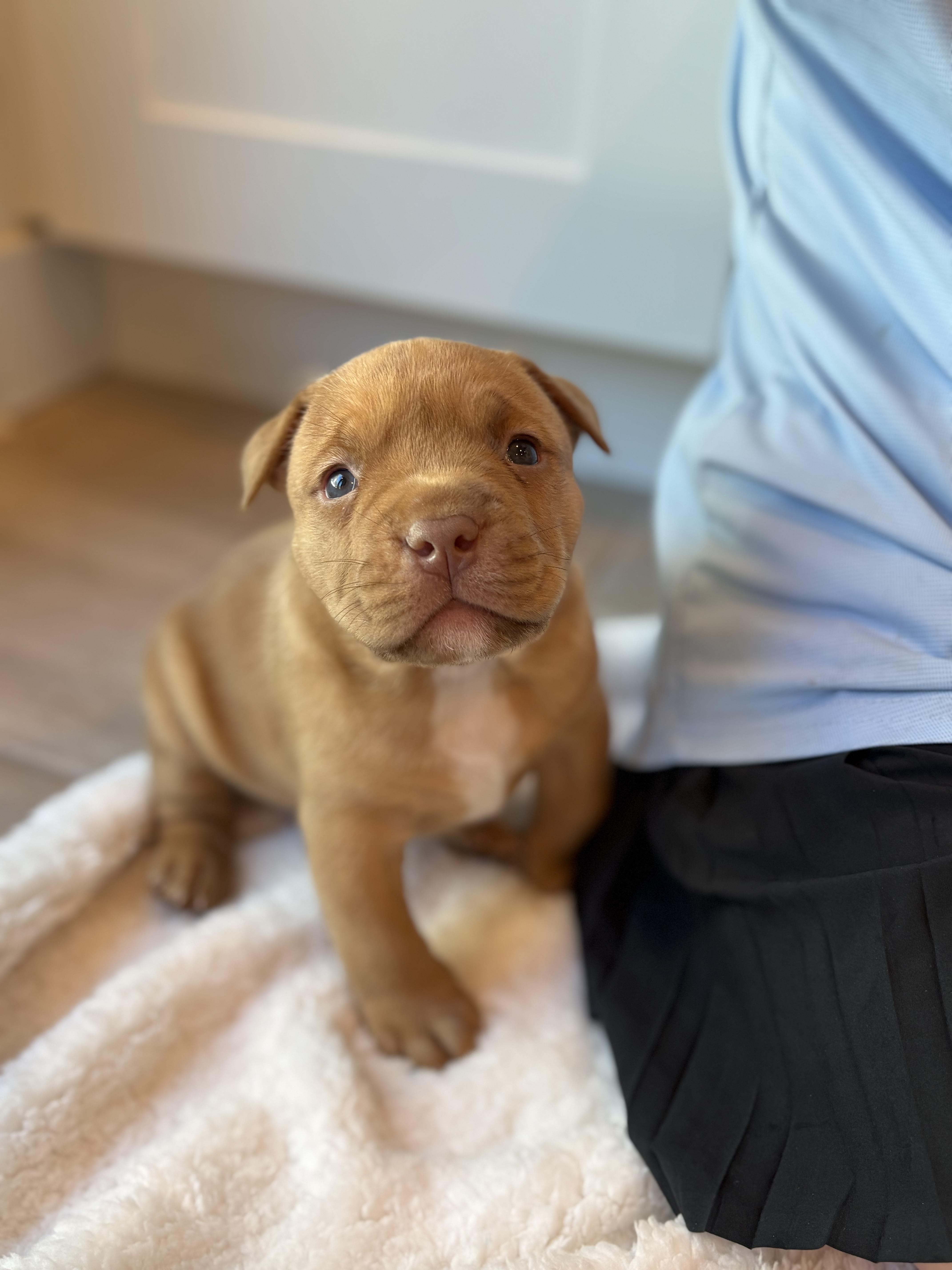 Enlarge Bully Puppy Blue, a Adopted Pit Bull Terrier in Tucson, AZ image 3/3