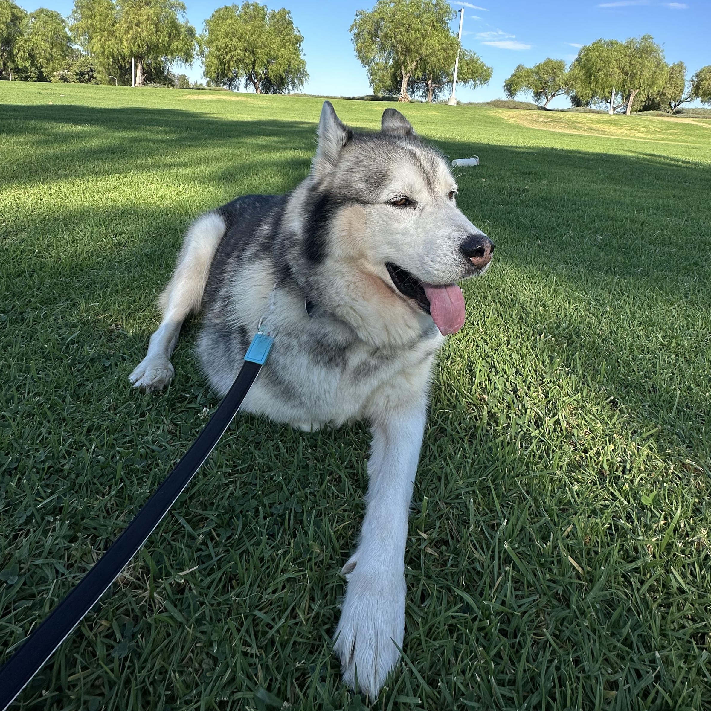 Hudson, a ADOPTABLE mixed breed in Burbank, CA image 5/6