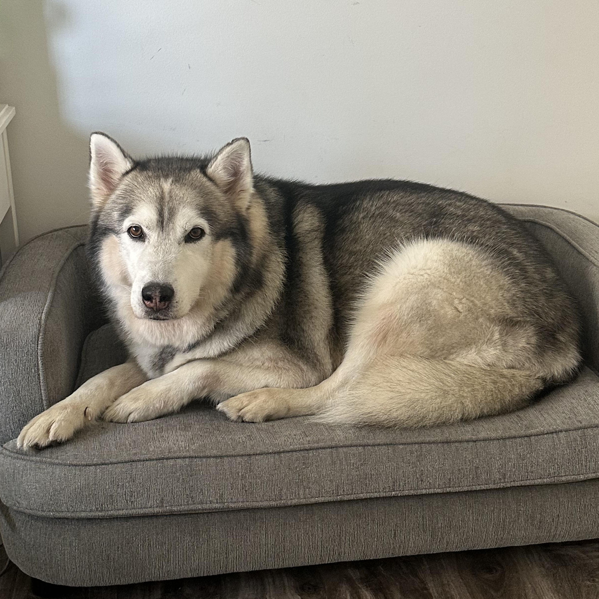 Hudson, a ADOPTABLE mixed breed in Burbank, CA image 1/6