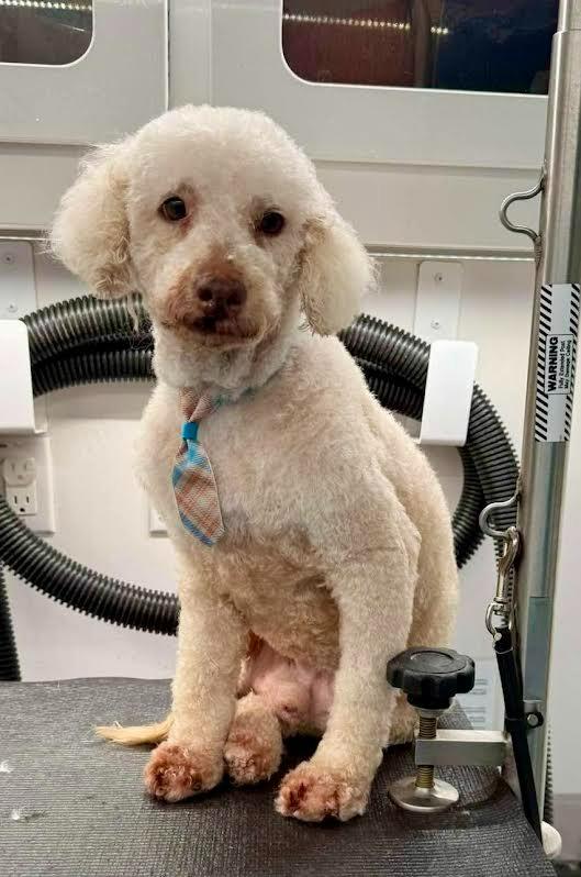 Moosh, a Adoptable Poodle in Madison, GA image 2/4