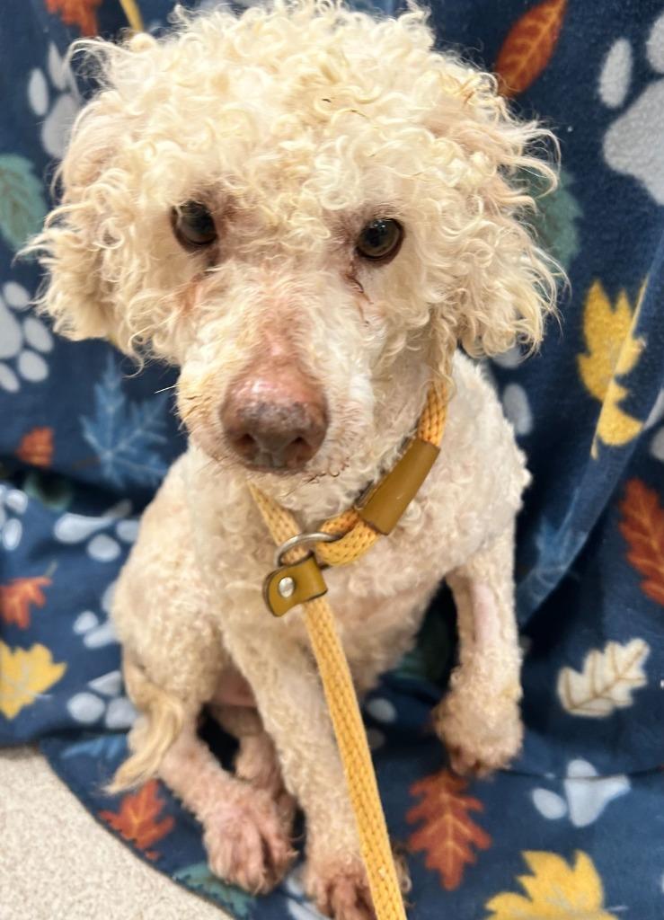 Enlarge Moosh, a Adoptable Poodle in Madison, GA image 2/2