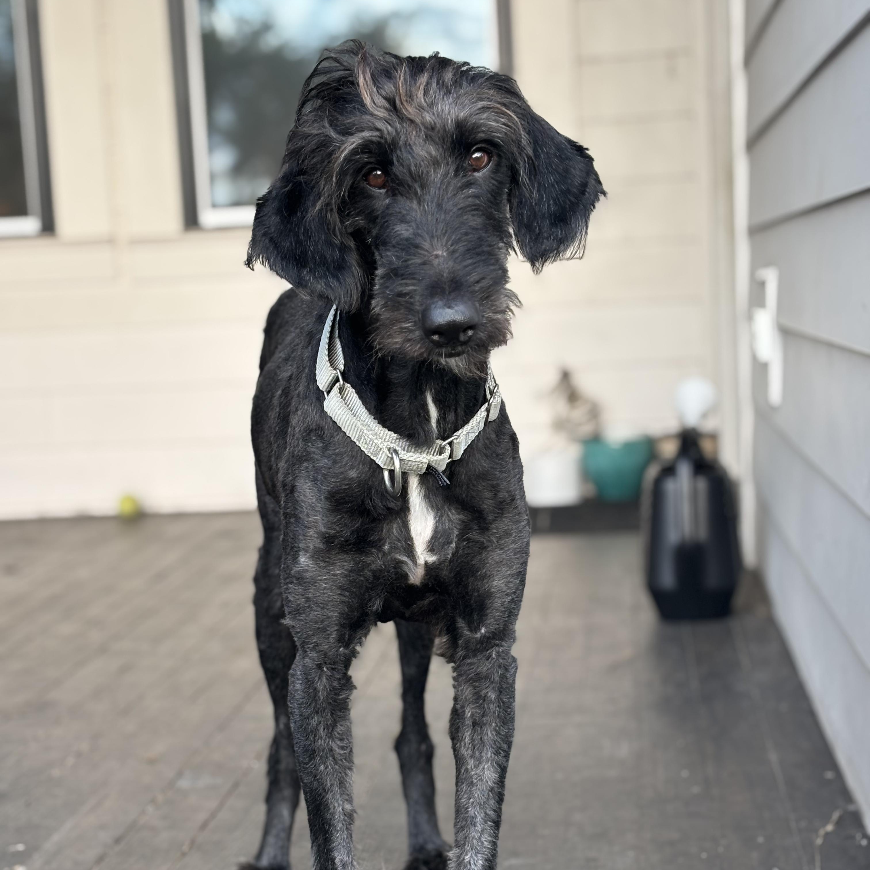 Gucci Doodle, an adoptable Labradoodle in New Orleans, LA, 70116 | Photo Image 2