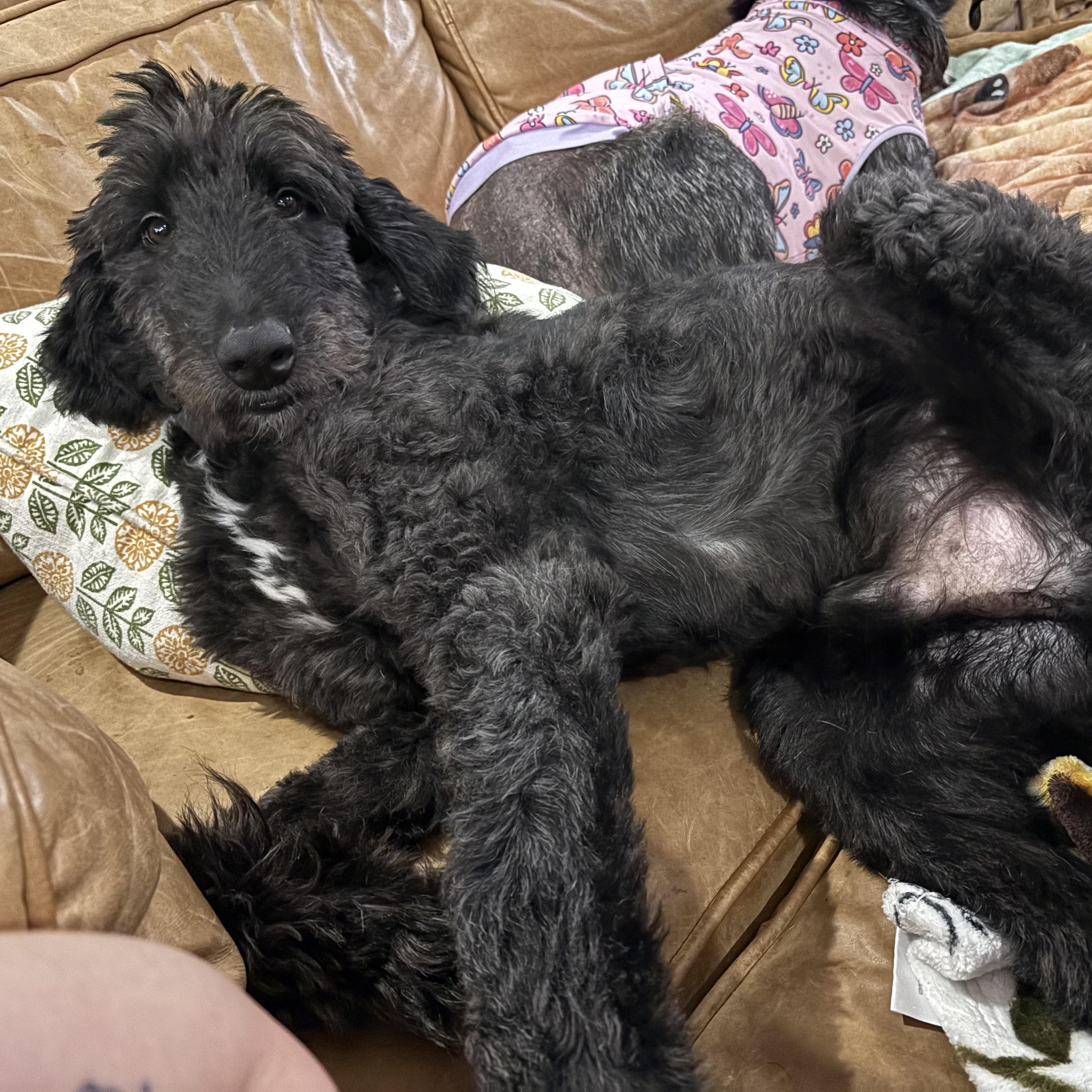 Gucci Doodle, an adoptable Labradoodle in New Orleans, LA, 70116 | Photo Image 1