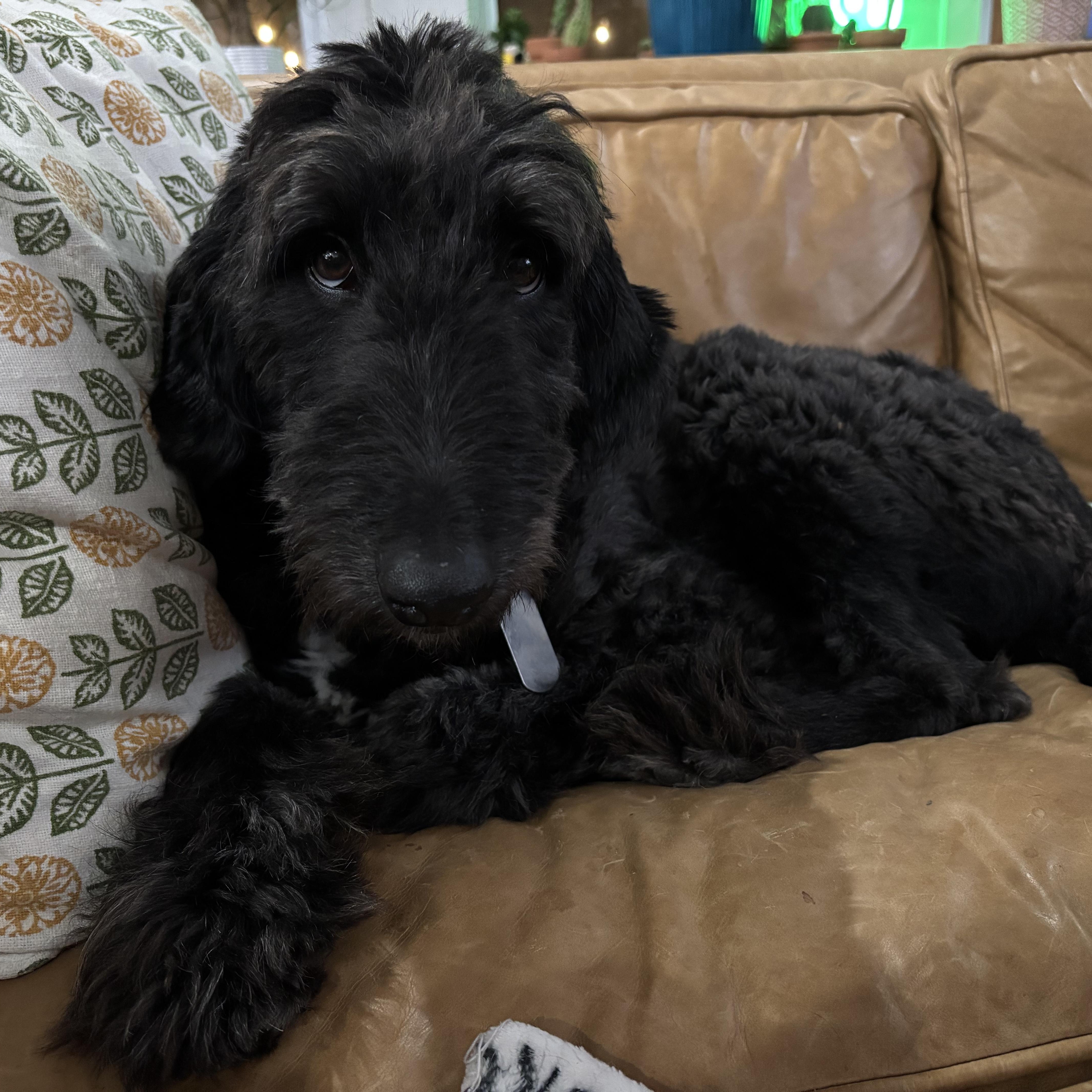 Gucci Doodle, an adoptable Labradoodle in New Orleans, LA, 70116 | Photo Image 3