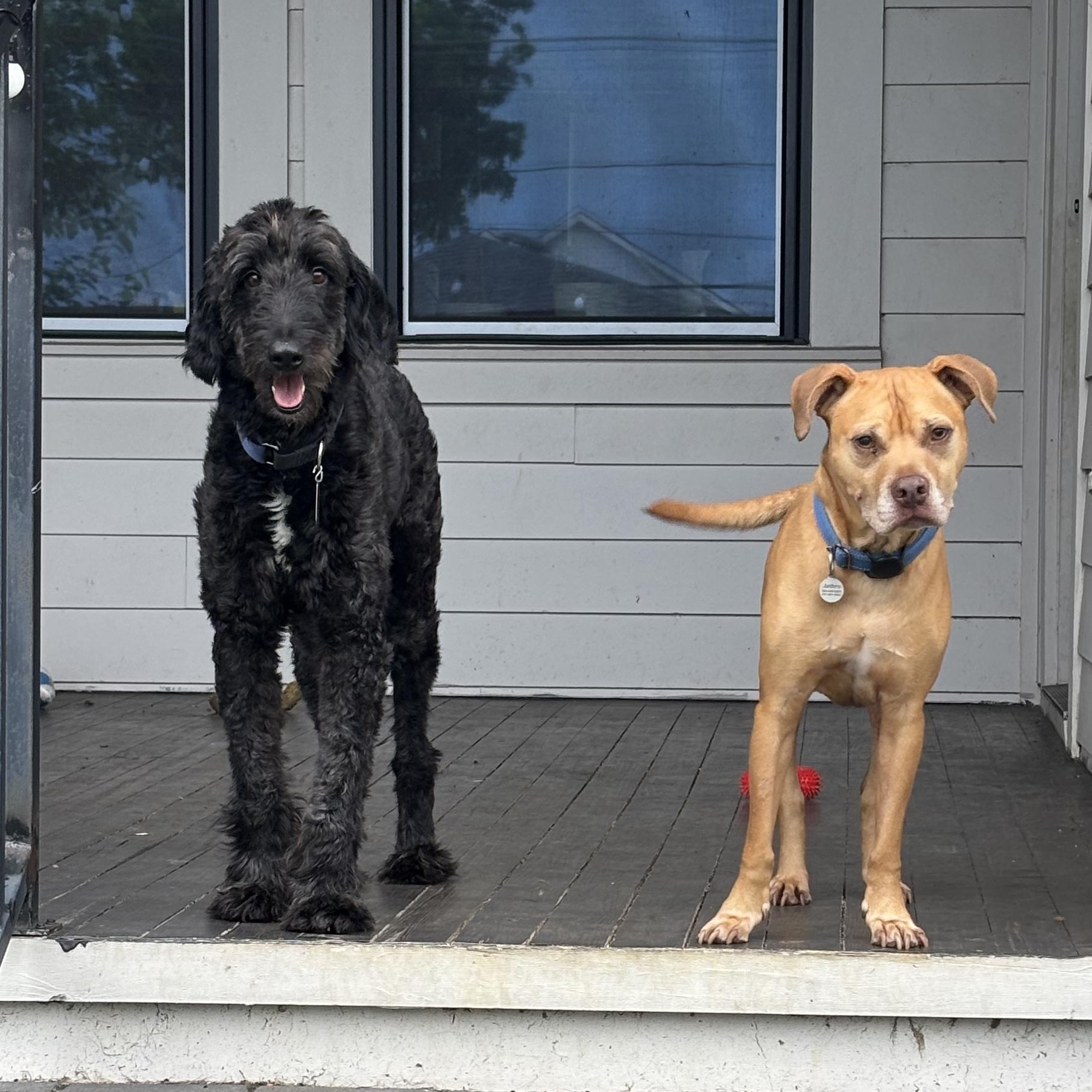 Gucci Doodle, an adoptable Labradoodle in New Orleans, LA, 70116 | Photo Image 4