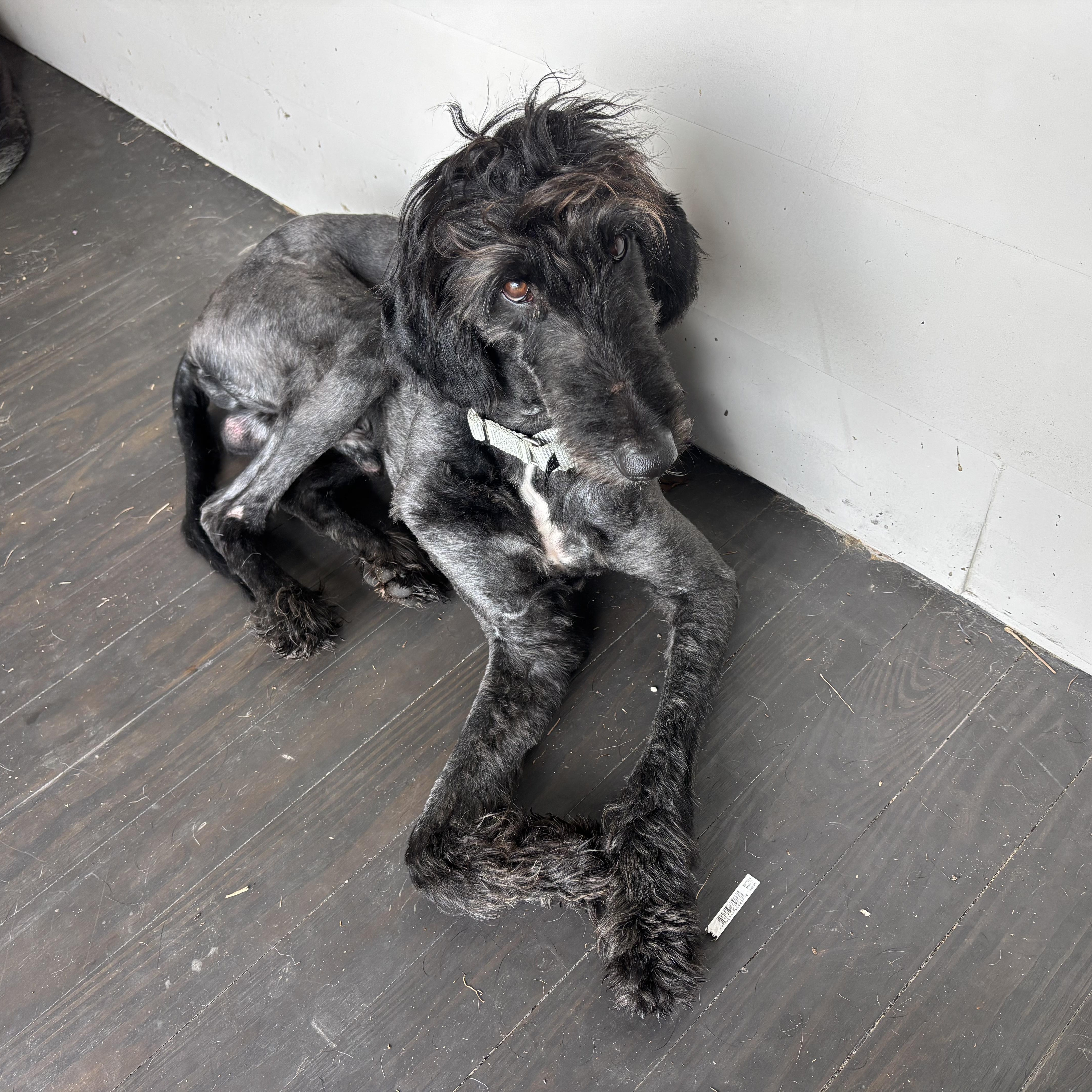 Gucci Doodle, an adoptable Labradoodle in New Orleans, LA, 70116 | Photo Image 5