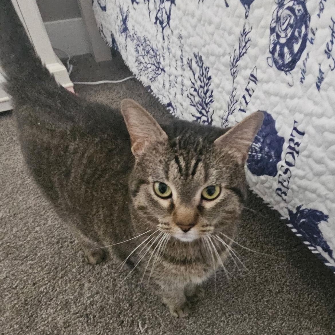 Enlarge Kloe, a Adoptable mixed breed in Omaha, NE image 2/6