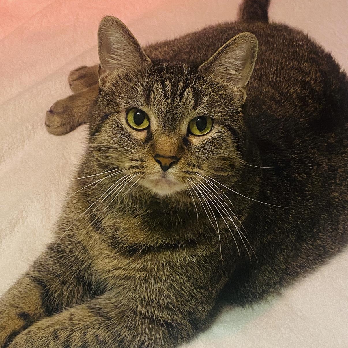 Kloe, Adoptable, Adult Female Domestic Short Hair & Tabby.