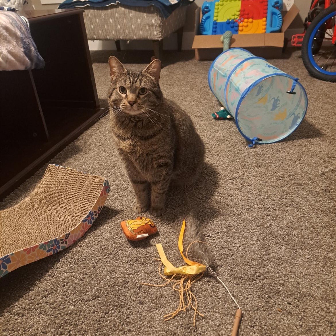 Enlarge Kloe, a Adoptable mixed breed in Omaha, NE image 6/6