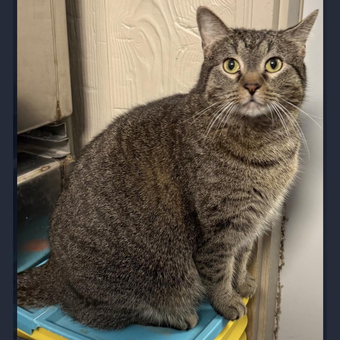 Enlarge Kloe, a Adoptable mixed breed in Omaha, NE image 3/6