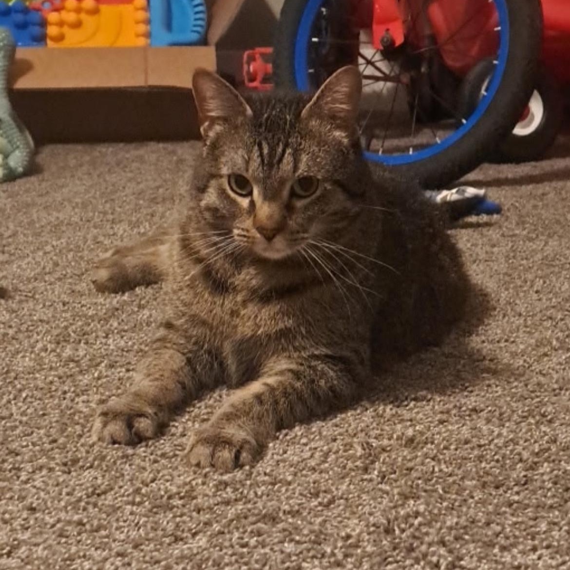 Enlarge Kloe, a Adoptable mixed breed in Omaha, NE image 5/6