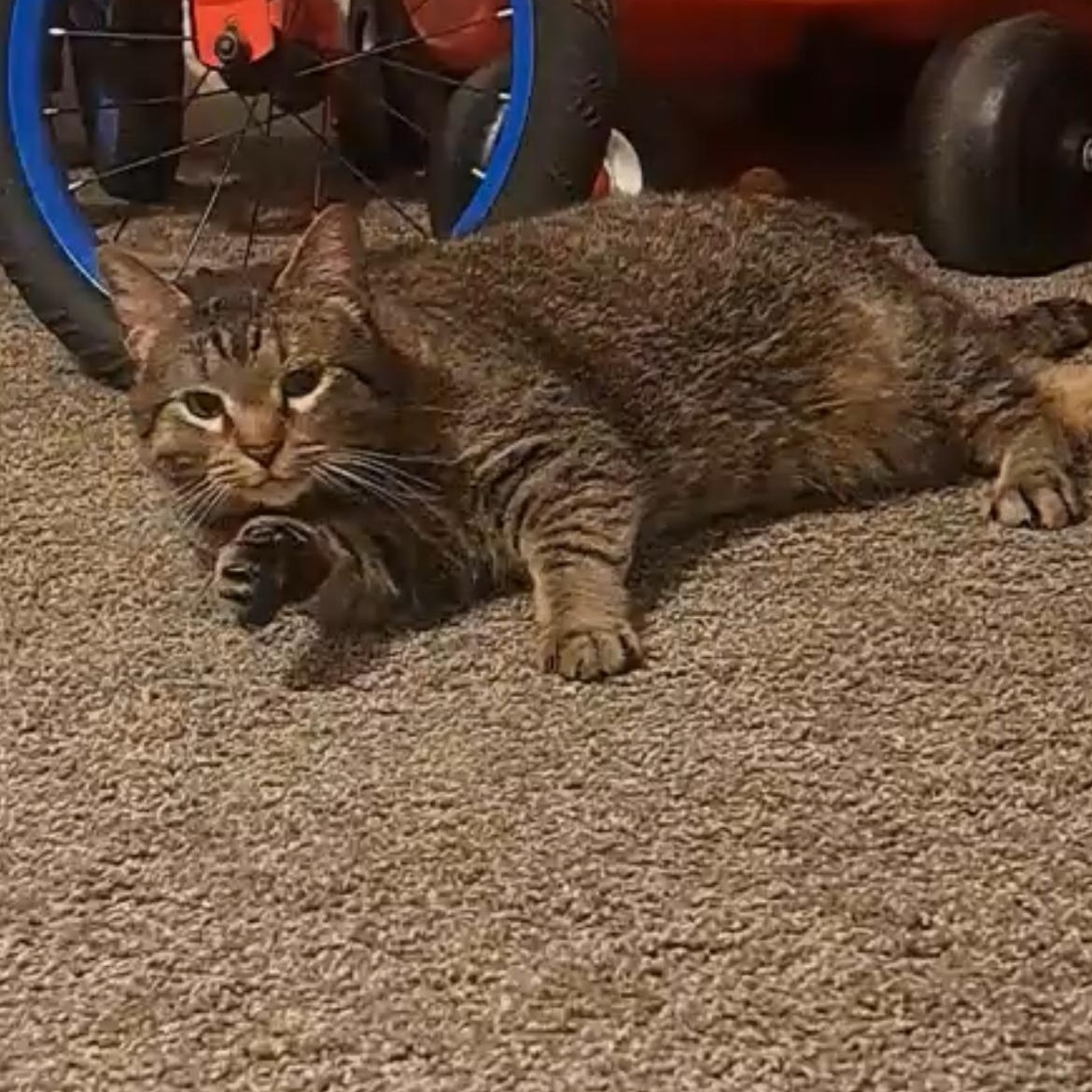 Kloe, Adoptable, Adult Female Domestic Short Hair & Tabby.