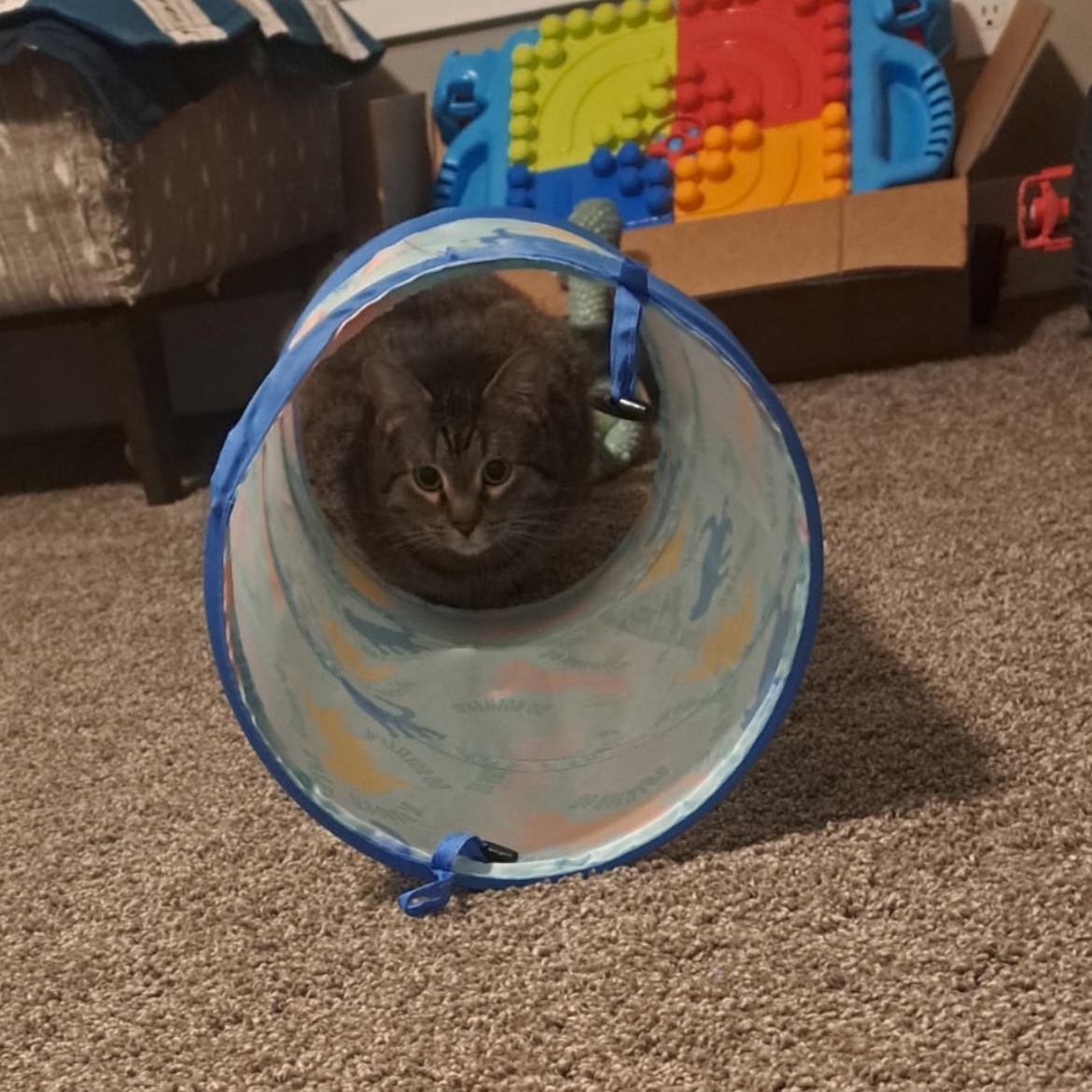 Enlarge Kloe, a Adoptable mixed breed in Omaha, NE image 4/6