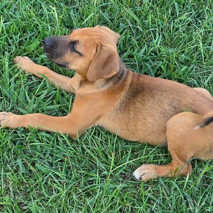 Enlarge Nala (in PA), a Adoptable Black Mouth Cur in Shoemakersville, PA image 4/4