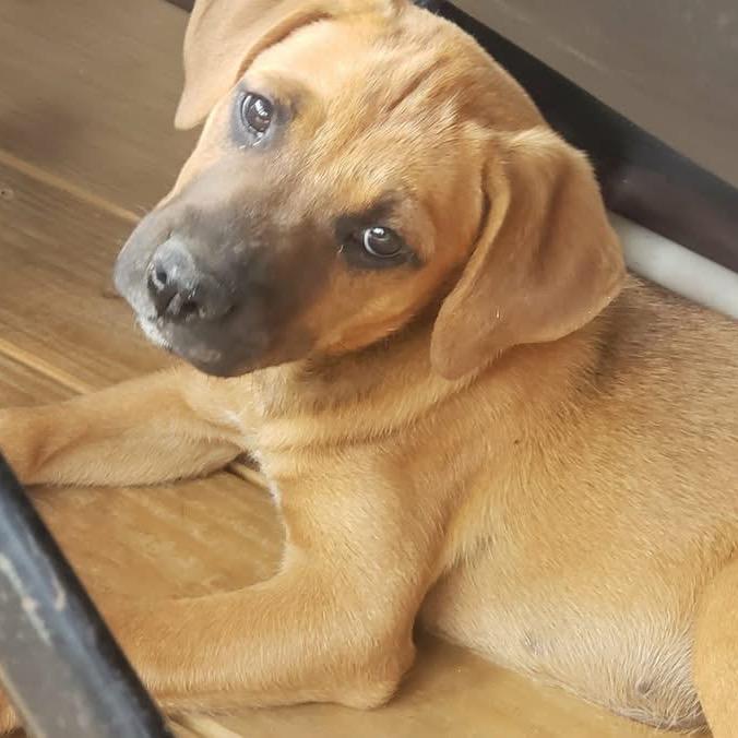 Nala (in PA), Adoptable, Puppy Female Black Mouth Cur.