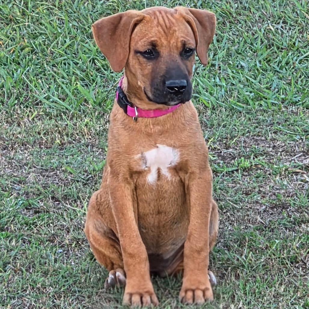 Enlarge Nala (in PA), a Adoptable Black Mouth Cur in Shoemakersville, PA image 2/4