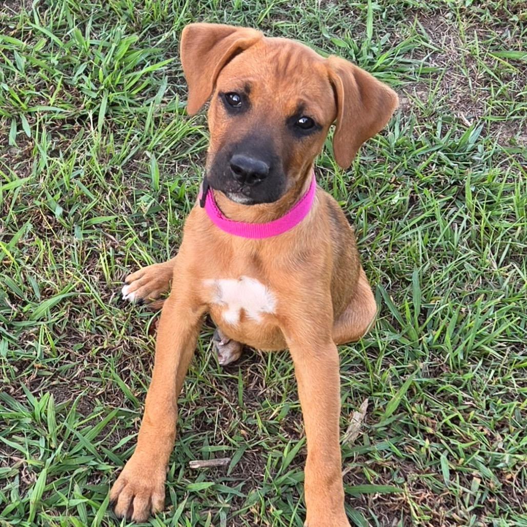 Enlarge Nala (in PA), a Adoptable Black Mouth Cur in Shoemakersville, PA image 3/4