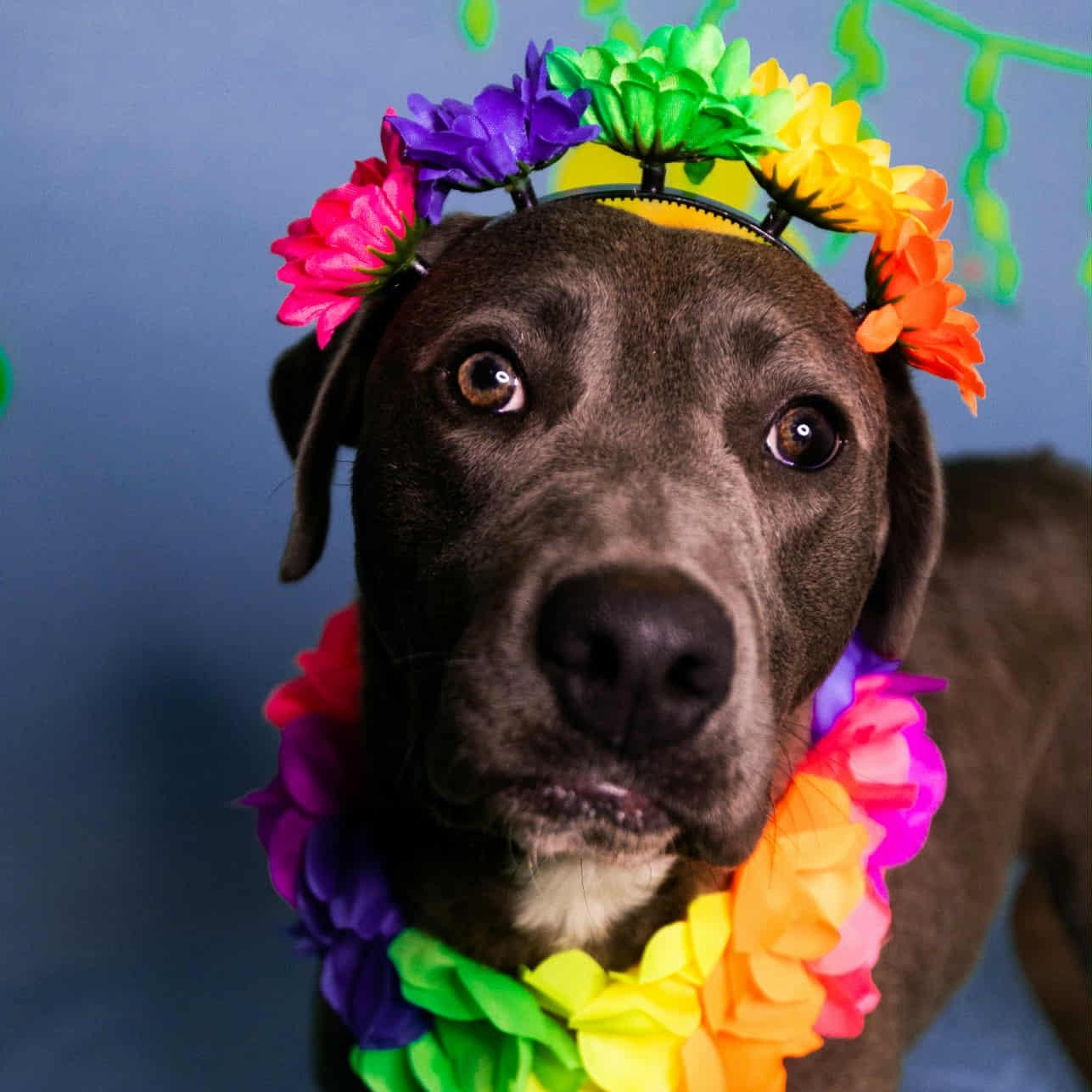 Enlarge Silvi, a ADOPTABLE mixed breed in Manhasset, NY image 2/6