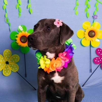 Silvi, ADOPTABLE, Young Female Labrador Retriever.