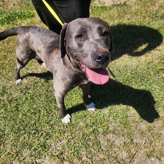 Enlarge Silvi, a ADOPTABLE mixed breed in Manhasset, NY image 5/6