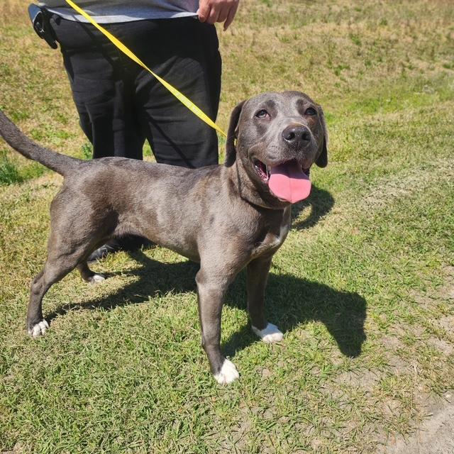 Enlarge Silvi, a ADOPTABLE mixed breed in Manhasset, NY image 6/6