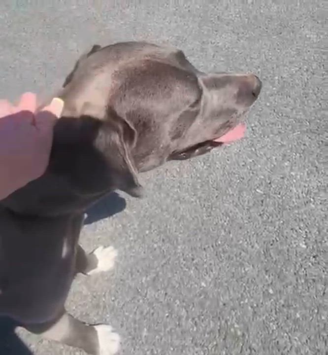 Enlarge Silvi, a ADOPTABLE mixed breed in Manhasset, NY video 3/6
