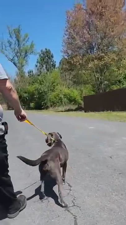 Enlarge Silvi, a ADOPTABLE mixed breed in Manhasset, NY video 4/6