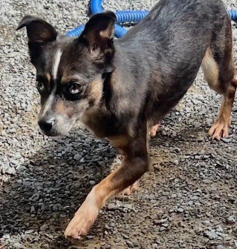 Enlarge Miss Ledd, a Adoptable mixed breed in Jackson, LA image 1/1