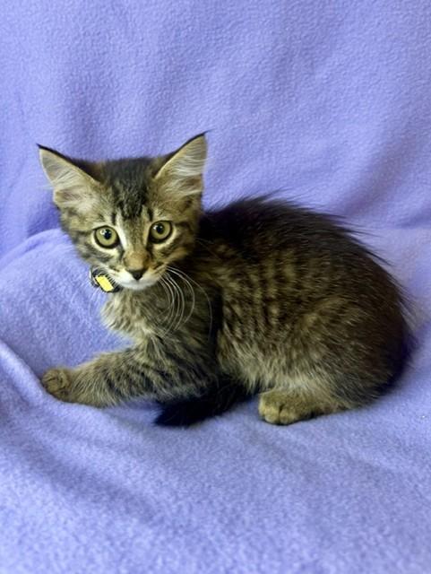 Enlarge Finnegan, an adopted Domestic Medium Hair in Comfort, TX image 2/3