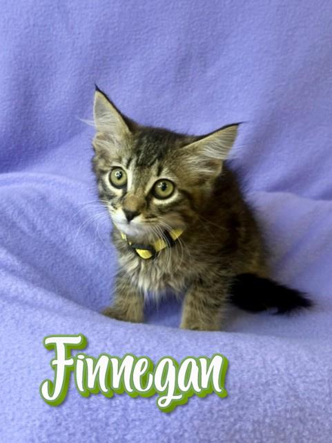 Finnegan, adopted, Kitten Male Domestic Medium Hair.