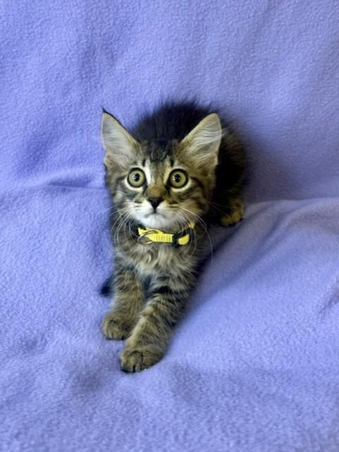 Enlarge Finnegan, an adopted Domestic Medium Hair in Comfort, TX image 3/3