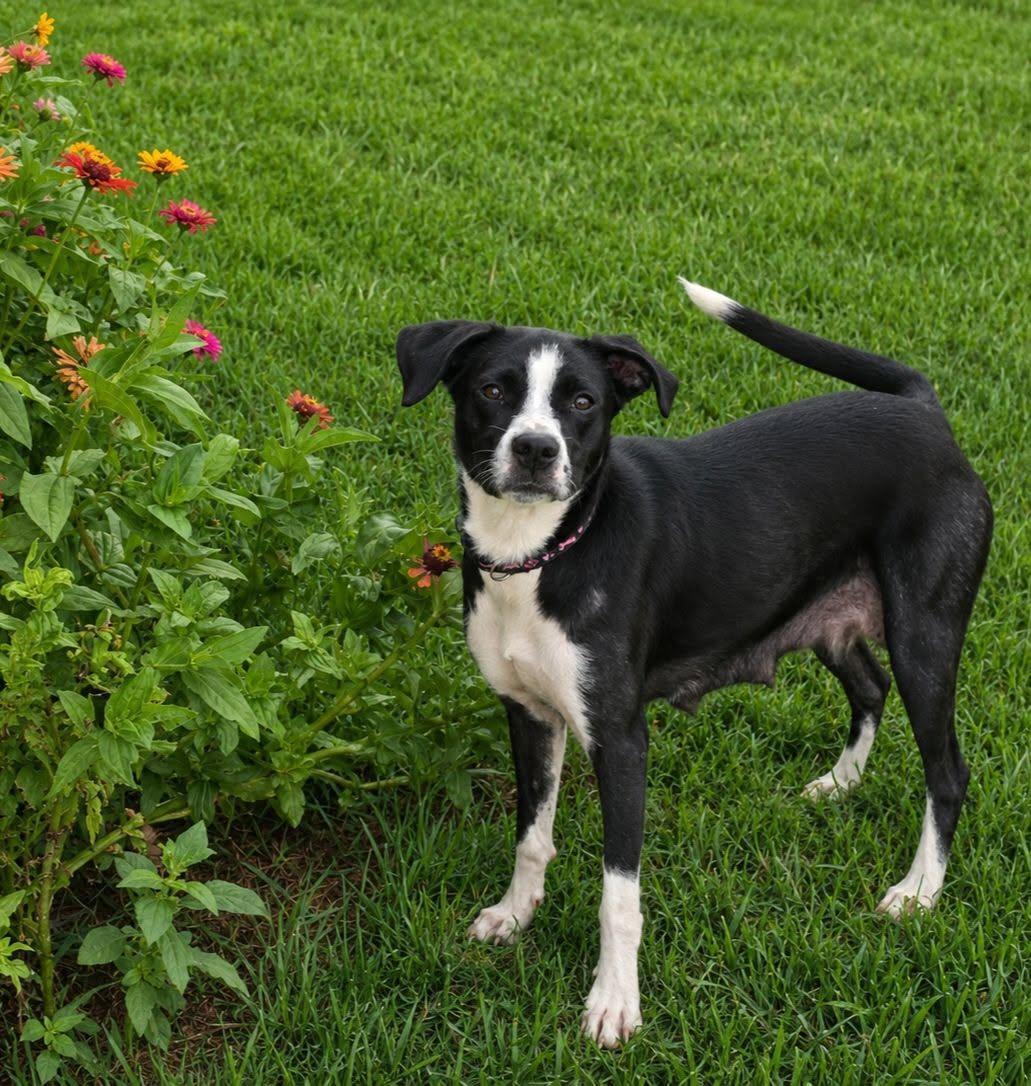 Enlarge Miley, a ADOPTABLE mixed breed in Mclean, IL image 1/1