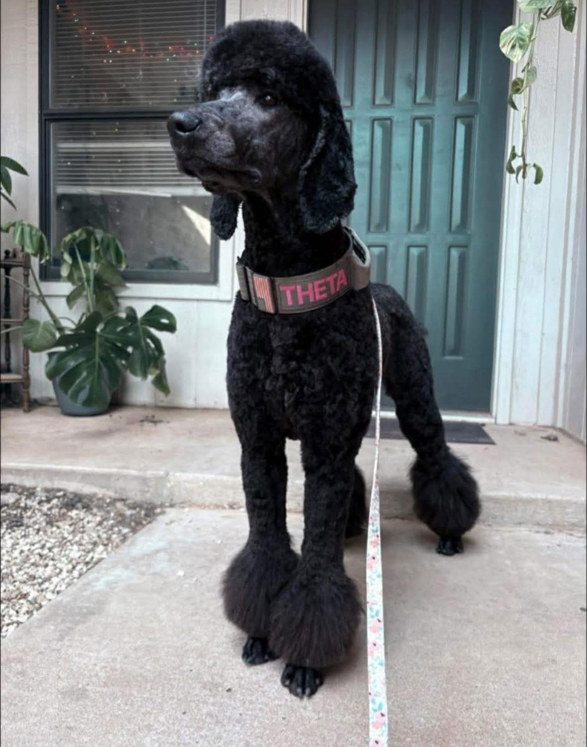 SPONSOR ME - Theta - ADOPTION IN PROCESS, a Adoptable Standard Poodle in Grafton, WI image 1/2