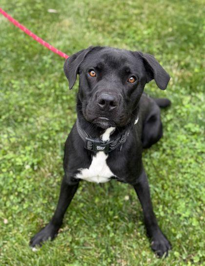 Ozzy, adopted, Young Male Mixed Breed.