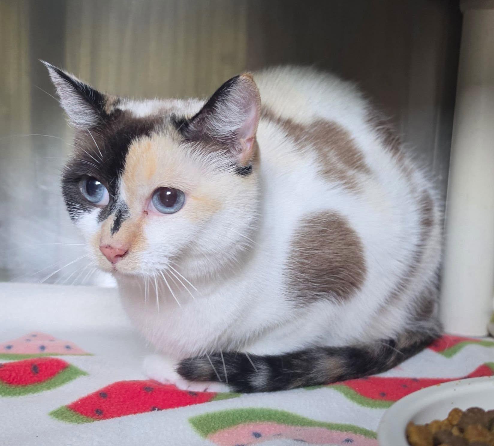 Arlene, Adopted, Senior Female Domestic Short Hair & Calico.