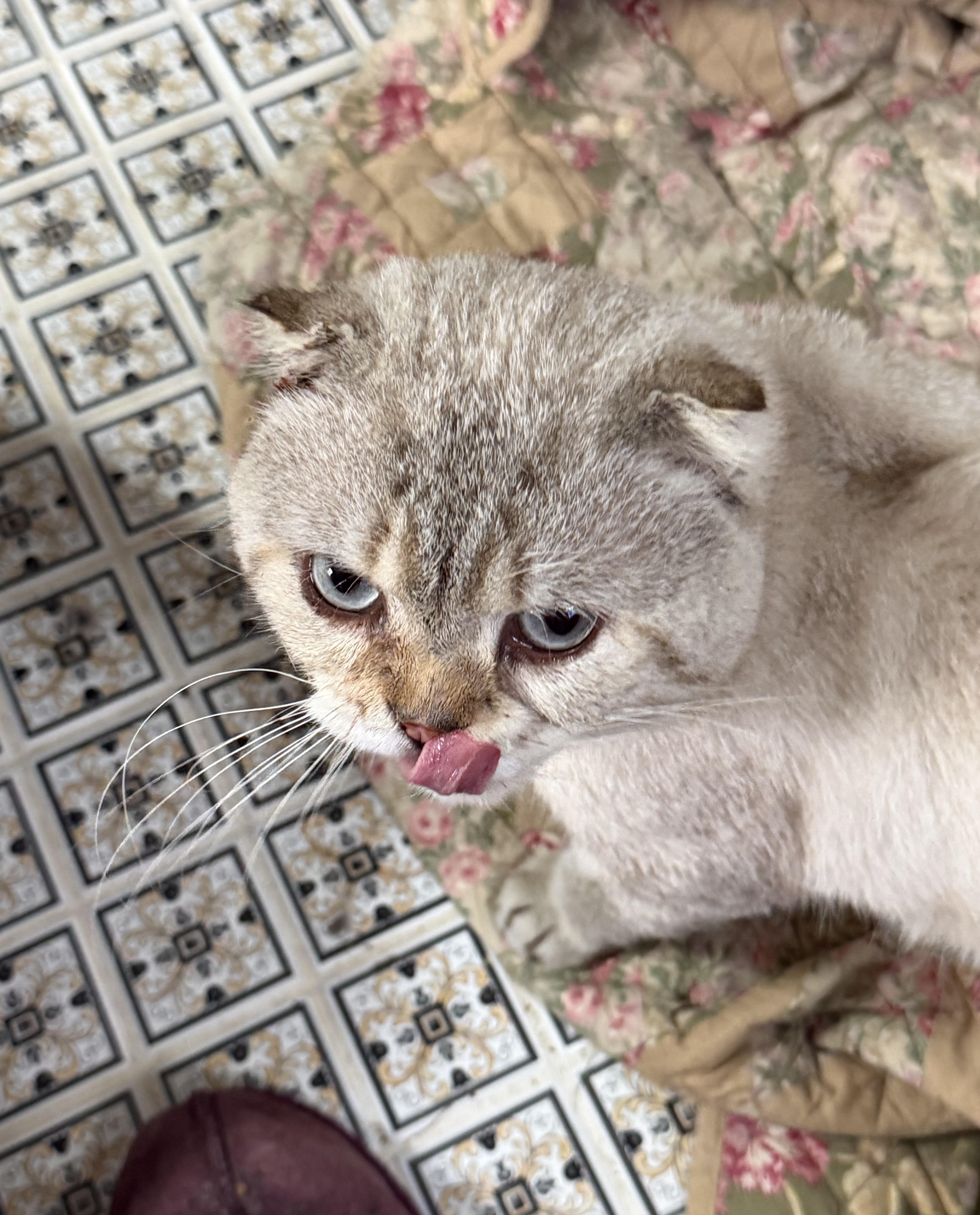 Enlarge CEDRIC, a Adopted Scottish Fold in Churchville, PA image 4/4