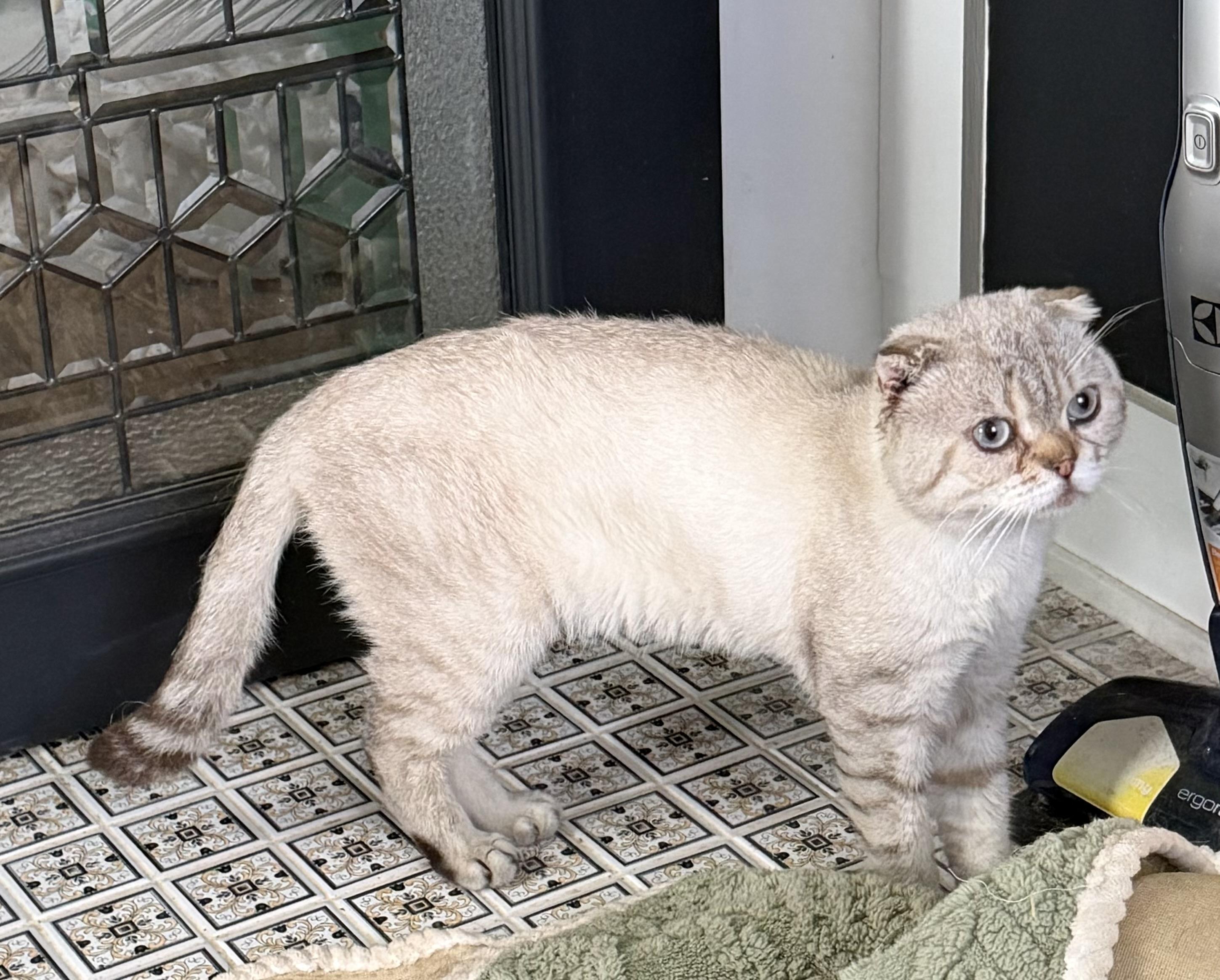CEDRIC, ADOPTABLE, Young Male Scottish Fold.