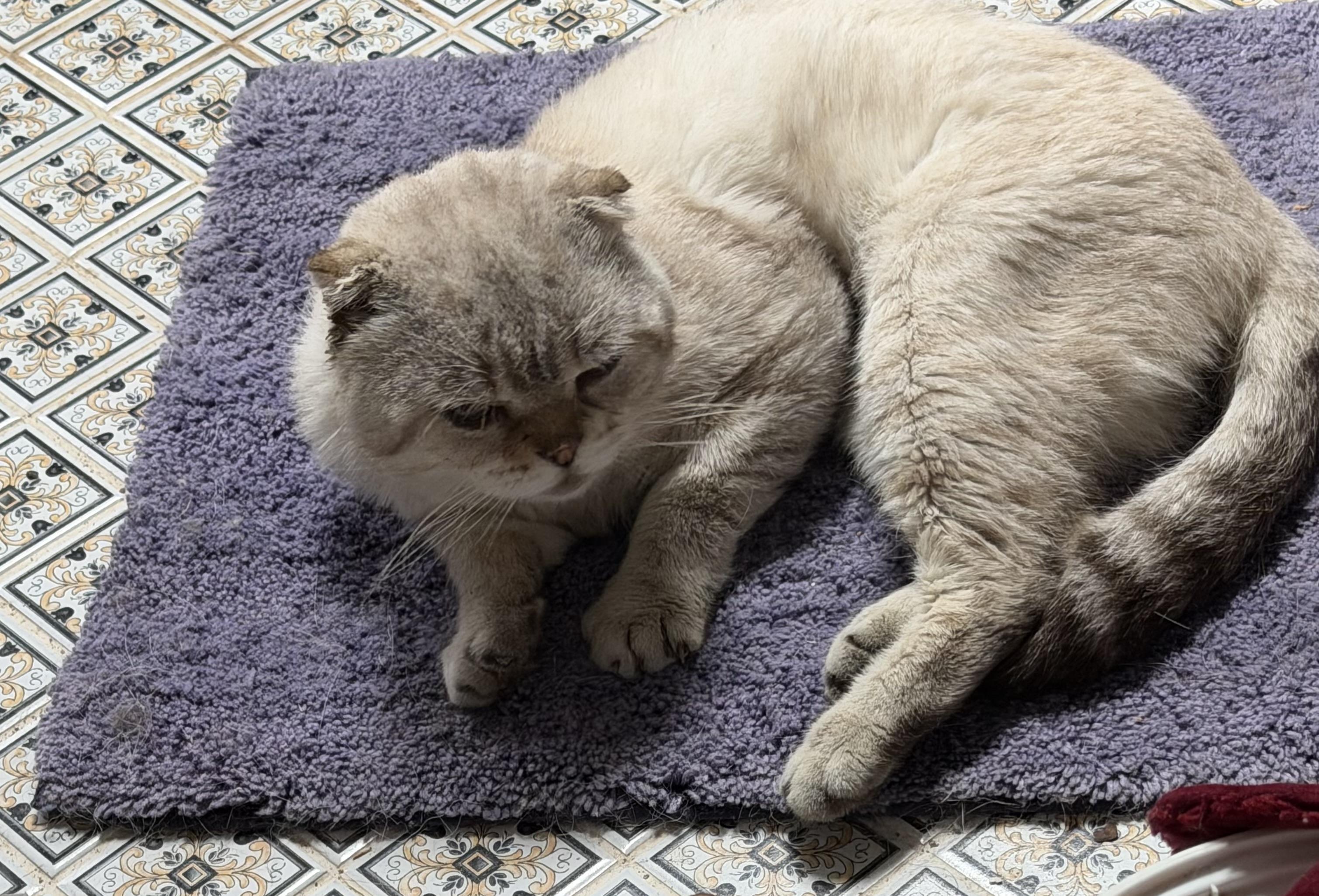 Enlarge CEDRIC, a Adopted Scottish Fold in Churchville, PA image 3/4