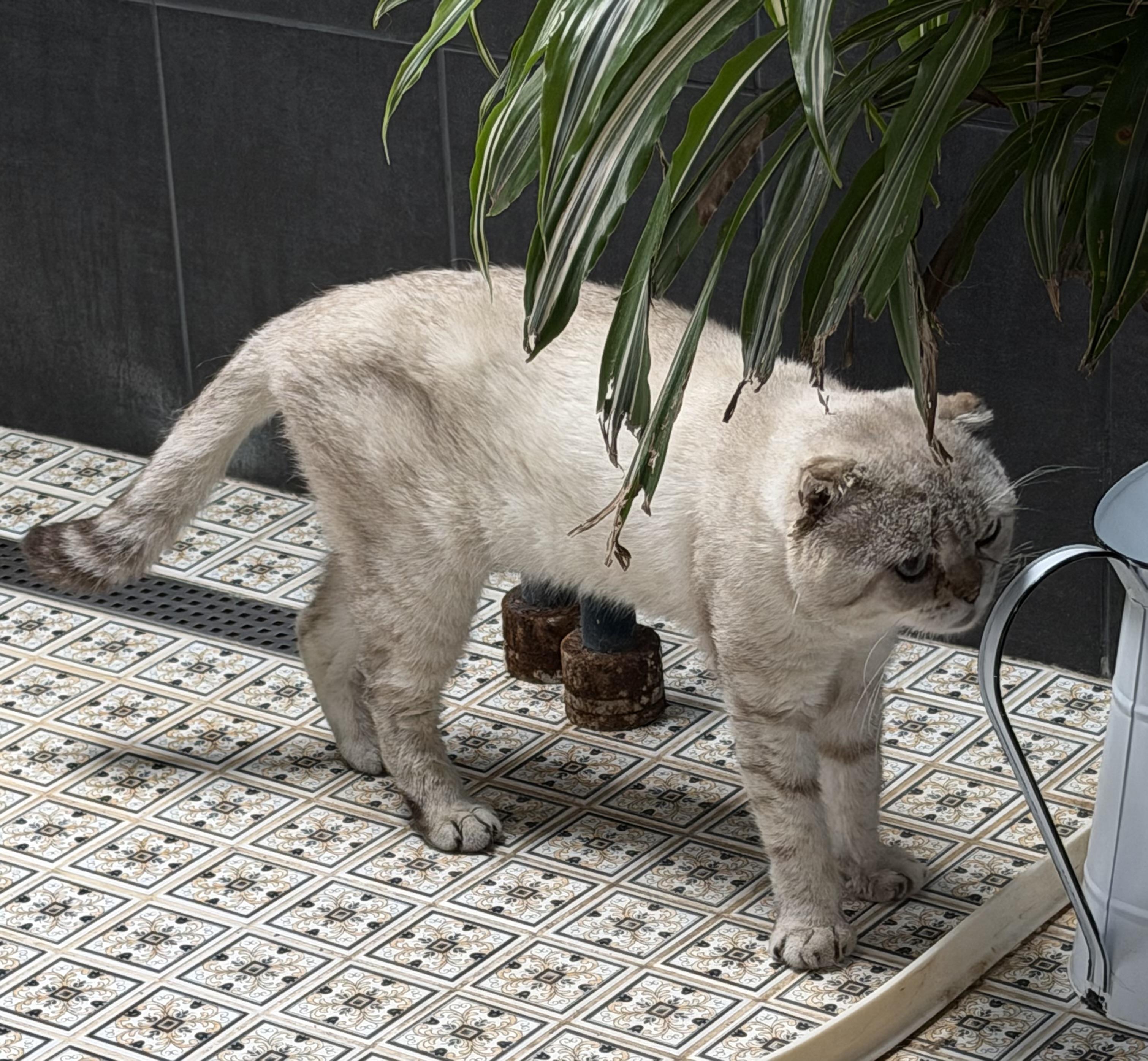 Enlarge CEDRIC, a Adopted Scottish Fold in Churchville, PA image 2/4