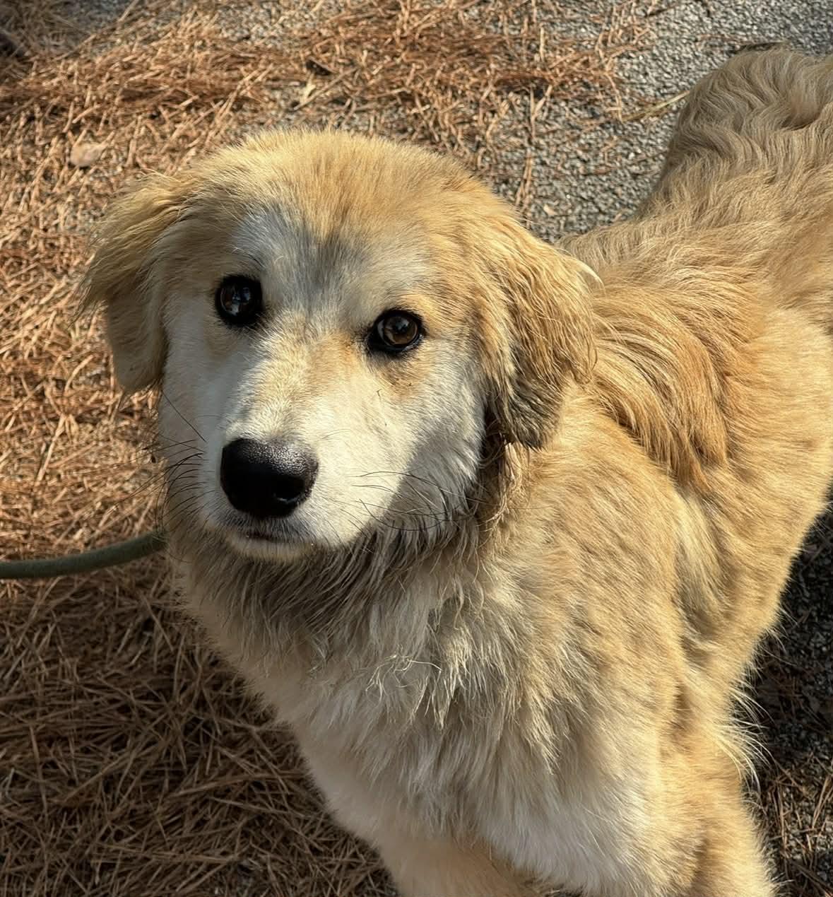Enlarge Perkins, an adoptable mixed breed in Sumter, SC image 2/3