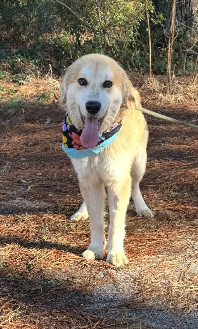 Perkins, adoptable, Young Male Golden Retriever & Great Pyrenees.
